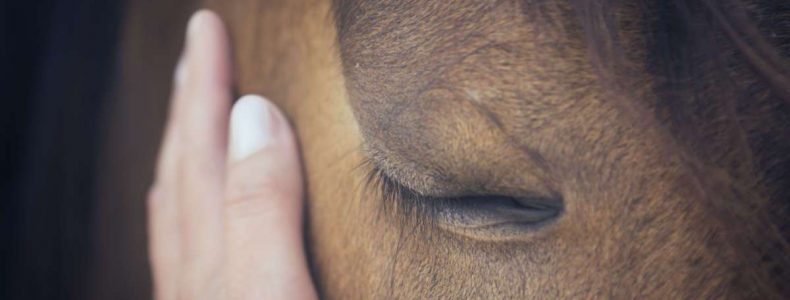 coaching con caballos reduccion del estres barcelona