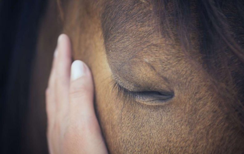 coaching con caballos reduccion del estres barcelona